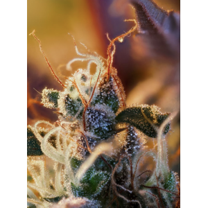 Cream Mandarine XL Auto. Photo 3